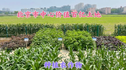 北京市中心这块地价值百亿,却种上了农作物,什么情况