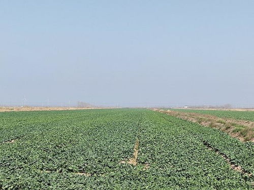 江苏东台 开发盐碱地种植油菜新品种产量创新高